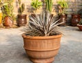 Dyckia sawblade plant in large clay pot