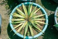 Dyckia sawblade in a pot top view Royalty Free Stock Photo