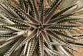 Dyckia or silver black Royalty Free Stock Photo