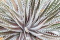 Dyckia silver black Royalty Free Stock Photo