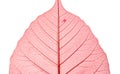 Dyed dry peepal leaf Royalty Free Stock Photo