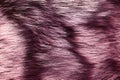 Dyed furry coat in pink or purple color, close up.