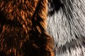 Dyed furry coats in brown and grey color, close up.