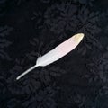 Dyed pink gilded gold golden feather isolated on black lace background Royalty Free Stock Photo