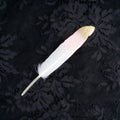 Dyed pink gilded gold golden feather isolated on black lace background Royalty Free Stock Photo