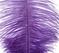 Dyed purple ostrich feather isolated on white background Royalty Free Stock Photo