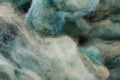 Dyed sheep wool