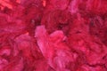 Dyed sheep wool