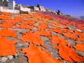 Dyed sheepskins drying in cemetry