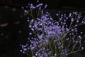 Dyed sky star-Gypsophila paniculata L. Royalty Free Stock Photo