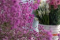 Dyed sky star-Gypsophila paniculata L. Royalty Free Stock Photo