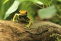 Dyeing dart frog Royalty Free Stock Photo