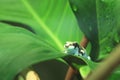 Dyeing dart frog Royalty Free Stock Photo