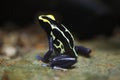 Dyeing dart frog (Dendrobates tinctorius). Royalty Free Stock Photo