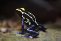 Dyeing dart frog (Dendrobates tinctorius). Royalty Free Stock Photo