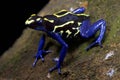 Dyeing dart frog, Dendrobates tinctorius, Bakhuis Suriname Royalty Free Stock Photo