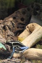 Dyeing dart frog Royalty Free Stock Photo