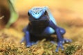 Dyeing dart frog