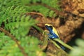 Dyeing dart frog Royalty Free Stock Photo