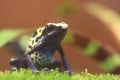 Dyeing dart frog Royalty Free Stock Photo