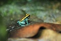 Dyeing dart frog Royalty Free Stock Photo