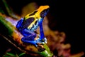 The dyeing dart frog, tinc Royalty Free Stock Photo