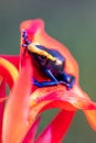 The dyeing dart frog, tinc a nickname given by those in the hobby of keeping dart frogs, or dyeing poison frog Dendrobates tinc