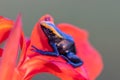 The dyeing dart frog, tinc a nickname given by those in the hobby of keeping dart frogs, or dyeing poison frog Dendrobates tinc