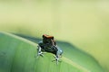 The dyeing dart frog, tinc a nickname given by those in the hobby of keeping dart frogs, or dyeing poison frog Dendrobates tinc