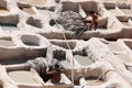 Dyeing in Fez tanneries, Morocco