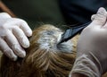 Dyeing gray hair. Royalty Free Stock Photo