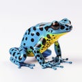 dyeing poison arrow frog on white background