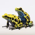 dyeing poison arrow frog on white background