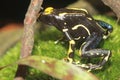 Dyeing poison frog Royalty Free Stock Photo