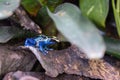 Dyeing poison frog, Dendrobates tinctorius Royalty Free Stock Photo
