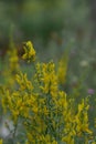 Dyerâs broom Genista tinctoria, plant with yellow flowers Royalty Free Stock Photo