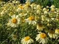 Dyer\'s chamomile (Anthemis tinctoria) \'E.C. Buxton\' is a marguerite with pretty, lemon-yellow daisies Royalty Free Stock Photo