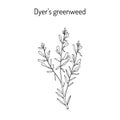 Dyer s greenweed or dyer s broom Genista tinctoria , medicinal plant Royalty Free Stock Photo