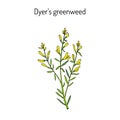 Dyer s greenweed or dyer s broom Genista tinctoria , medicinal plant