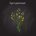 Dyer s greenweed or dyer s broom Genista tinctoria , medicinal plant