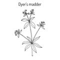 Dyer s madder rubia tinctorum , medicinal plant