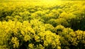 Dyer`s woad, golden green field