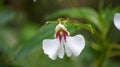 Dyers busy lizzie, Impatiens tinctoria, white-purple hooded flower