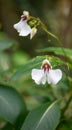 Dyers busy lizzie, Impatiens tinctoria, white-purple hooded flowers Royalty Free Stock Photo