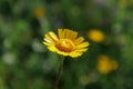 Dyers\' chamomile - Cota tinctoria