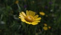 Cota tinctoria, Dyers\' chamomile