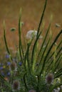 Dyers-rocket with other Wildflowers