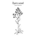 Dyers woad, or glastum Isatis tinctoria , medicinal plant Royalty Free Stock Photo