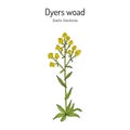 Dyers woad, or glastum Isatis tinctoria , medicinal plant Royalty Free Stock Photo