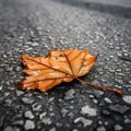 Beautiful fall leaf laying on a textured concrete walkway. Royalty Free Stock Photo